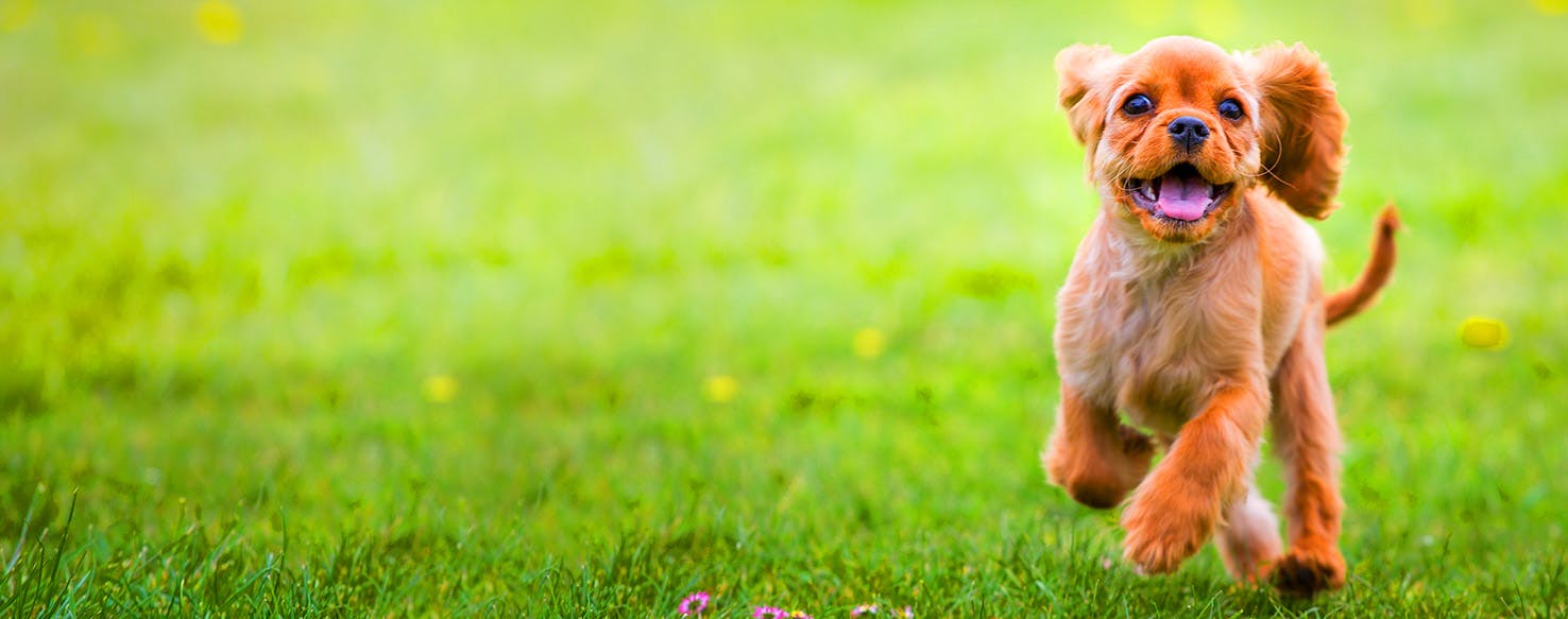 Dog Names Meaning Forever Popular Male and Female Names Wag!